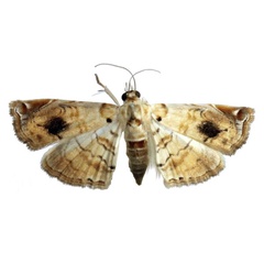 /filer/webapps/moths/media/images/A/aspidophoralis_Melouia_PTF_BMNH_03.jpg