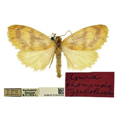 /filer/webapps/moths/media/images/T/thomensis_Asura_HT_BMNH.jpg