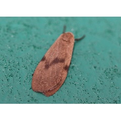/filer/webapps/moths/media/images/A/angulifascia_Phryganopsis_A_Voaden.jpg