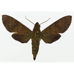 /filer/webapps/moths/media/images/F/funebris_Nephele_AF_Basquin_01.jpg