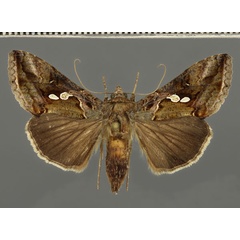 /filer/webapps/moths/media/images/A/acuta_Chrysodeixis_A_Fiebig_01.jpg