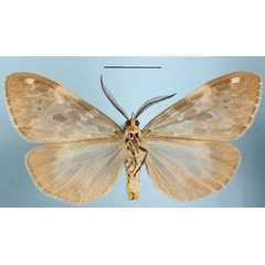 /filer/webapps/moths/media/images/D/doriae_Galtara_AM_MGCLb_01.jpg