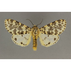 /filer/webapps/moths/media/images/P/pardalina_Alpenus_AF_BMNH.jpg