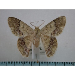 /filer/webapps/moths/media/images/R/ruginaria_Pingasa_A_Revell_01.jpg