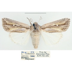 /filer/webapps/moths/media/images/C/confluens_Dicerogastra_AF_BMNH.jpg