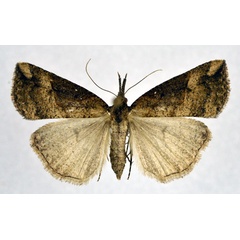 /filer/webapps/moths/media/images/S/scotina_Hypena_A_NHMO.jpg