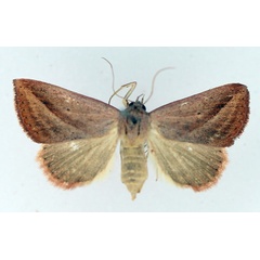 /filer/webapps/moths/media/images/S/silona_Phytometra_AF_TMSA_03.jpg