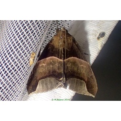 /filer/webapps/moths/media/images/E/echo_Achaea_A_Bippus.jpg