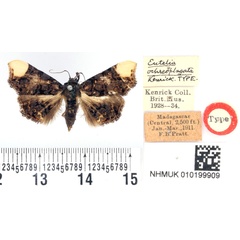 /filer/webapps/moths/media/images/O/ochreoplagata_Eutelia_HT_BMNH.jpg