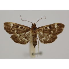 /filer/webapps/moths/media/images/M/melanopalis_Syllepte_HT_BMNH.jpg