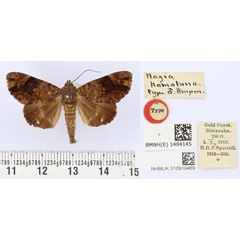 /filer/webapps/moths/media/images/H/homotona_Nagia_HT_BMNH.jpg