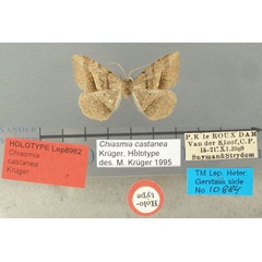 /filer/webapps/moths/media/images/C/castanea_Chiasmia_HT_TMSA.jpg