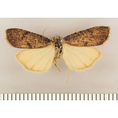 /filer/webapps/moths/media/images/F/furva_Pasteosia_HT_TMSA.jpg
