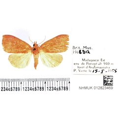 /filer/webapps/moths/media/images/J/jugalis_Paralephana_AF_BMNH.jpg
