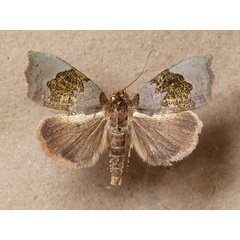 /filer/webapps/moths/media/images/S/scapularis_Acripia_A_Butler.jpg