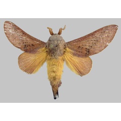 /filer/webapps/moths/media/images/P/pallens_Pallastica_AM_ZSM.jpg