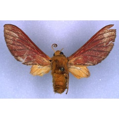/filer/webapps/moths/media/images/H/haematochrysia_Bergeria_HT_RMCA_01.jpg