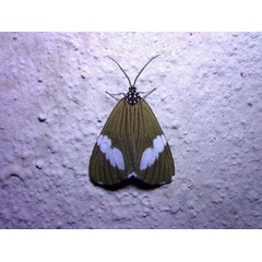 /filer/webapps/moths/media/images/A/apicalis_Nyctemera_A_Ajibade.JPG