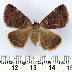 /filer/webapps/moths/media/images/M/melliflua_Plecopterodes_AF_BMNH.jpg