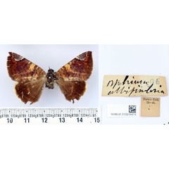 /filer/webapps/moths/media/images/A/albifimbria_Ophiusa_HT_BMNH.jpg
