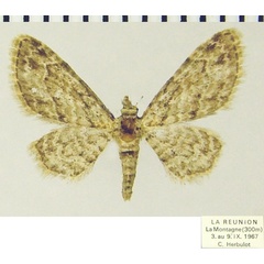 /filer/webapps/moths/media/images/C/costicavata_Chloroclystis_AM_ZSMa.jpg