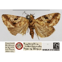 /filer/webapps/moths/media/images/R/rubrisignata_Eustrotia_HT_NHMUK.jpg