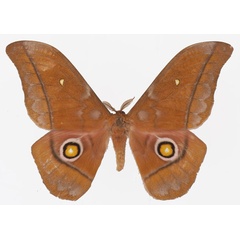 /filer/webapps/moths/media/images/A/anthina_Gonimbrasia_AM_Basquina.jpg