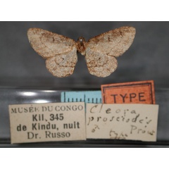 /filer/webapps/moths/media/images/P/prosciodes_Omphalucha_HT_RMCA_01.jpg