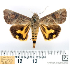 /filer/webapps/moths/media/images/F/florens_Hypocala_AM_BMNH_02.jpg