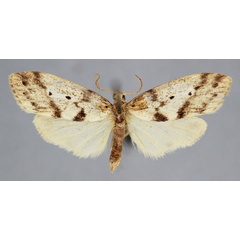 /filer/webapps/moths/media/images/S/submarginalis_Parexilisia_PT_BMNH.jpg