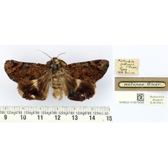 /filer/webapps/moths/media/images/P/pilipes_Catephia_HT_BMNH.jpg