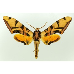 /filer/webapps/moths/media/images/C/coquerelii_Batocnema_AM_Basquin.jpg