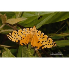 /filer/webapps/moths/media/images/A/amanda_Alytarchia_AF_Riddell_01.jpg