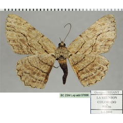 /filer/webapps/moths/media/images/D/distinctaria_Ectropis_AF_ZSMa.jpg
