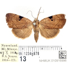 /filer/webapps/moths/media/images/N/nana_Oglasa_AF_BMNH.jpg