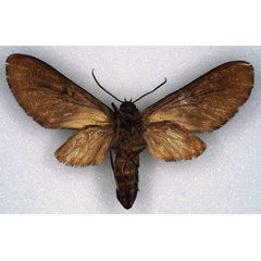 /filer/webapps/moths/media/images/O/overlaeti_Hippurarctia_PT_RMCA_02.jpg