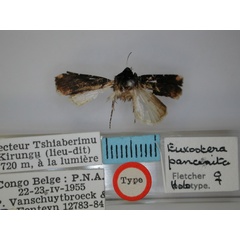 /filer/webapps/moths/media/images/P/panconita_Euxootera_HT_RMCA.jpg