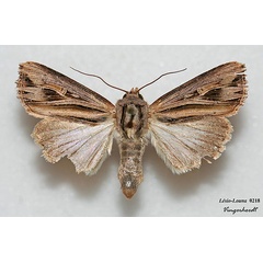 /filer/webapps/moths/media/images/C/campyla_Campydelta_AF_Legrain.jpg
