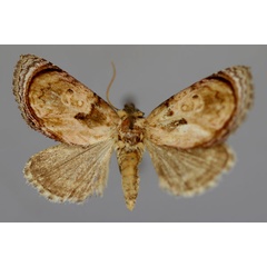 /filer/webapps/moths/media/images/G/griseocincta_Paracroria_A_RMCA_01.jpg