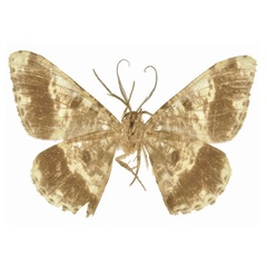 /filer/webapps/moths/media/images/Z/zebrina_Racotis_LT_BMNHb.jpg