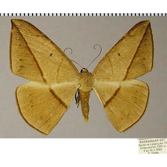 /filer/webapps/moths/media/images/A/amara_Brachytrita_AF_ZSM.jpg