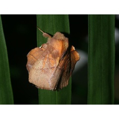 /filer/webapps/moths/media/images/I/igneotincta_Trichopisthia_A_Roland_03.jpg