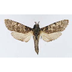 /filer/webapps/moths/media/images/D/dictyotephra_Aethalopteryx_AM_TMSA_01.jpg