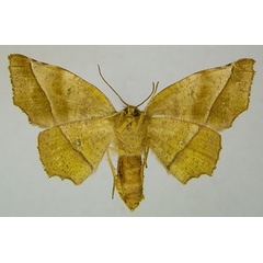 /filer/webapps/moths/media/images/D/docta_Hyalornis_AF_ZSMb.jpg
