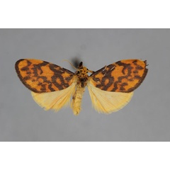 /filer/webapps/moths/media/images/A/atricraspeda_Afrasura_A_BMNH.jpg