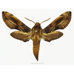 /filer/webapps/moths/media/images/M/malgassica_Theretra_AF_Basquina.jpg