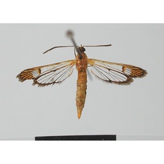 /filer/webapps/moths/media/images/A/auronitens_Tipulamima_HT_MNHN.jpg