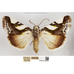 /filer/webapps/moths/media/images/T/trimaculata_Acontia_AF_NHMUK.jpg