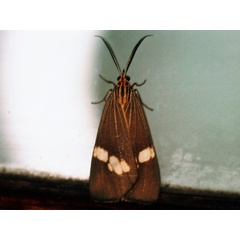 /filer/webapps/moths/media/images/S/strigata_Secusio_A_Roland.jpg