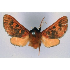 /filer/webapps/moths/media/images/B/burgessi_Mecistorhabdia_HT_BMNH_01.jpg
